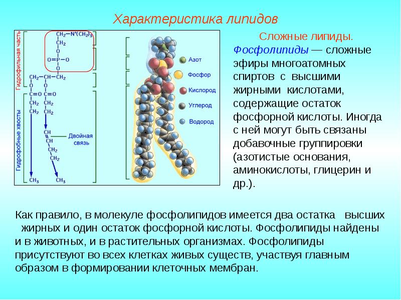 Липиды их строение и функции 10 класс презентация пасечник