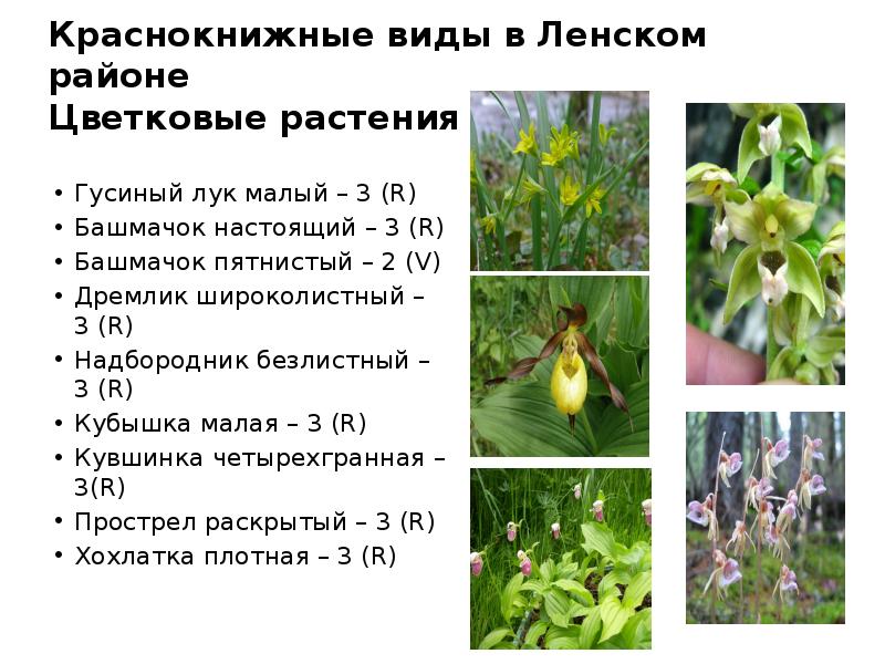 Краснокнижные виды в Ленском районе Цветковые растения Гусиный лук малый –