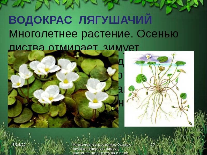 Водокрас фото 3 класс