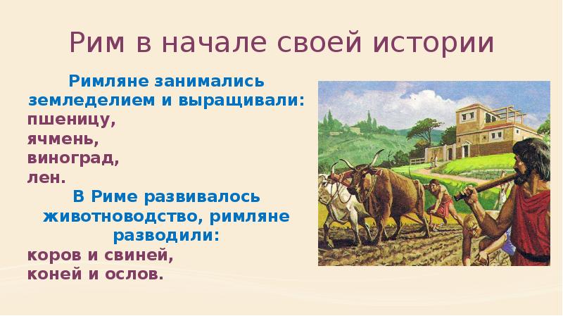 Рим в начале своей истории Римляне занимались земледелием и выращивали: пшеницу,
