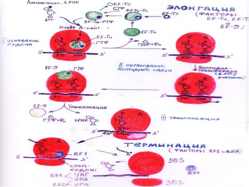 Инициация трансляции. Инициирующий кодон. Инициация биохимия. Элонгация трансляции.