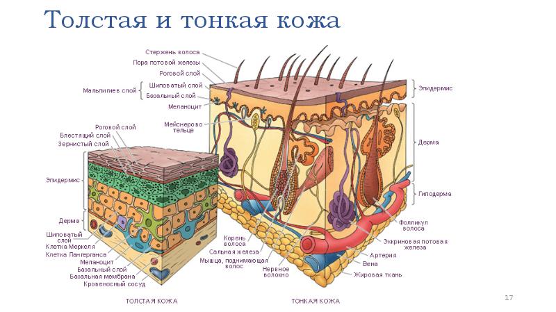 Презентация чесотка дерматовенерология