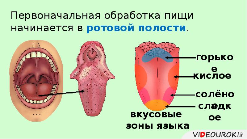 Презентация пищеварение в ротовой полости и желудке 8 класс биология презентация