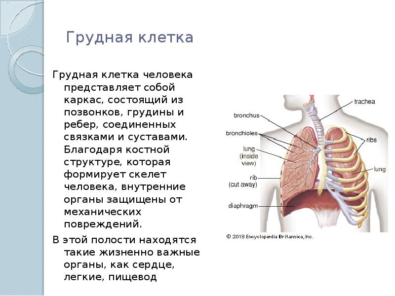 Анатомия грудной клетки человека в картинках с описанием