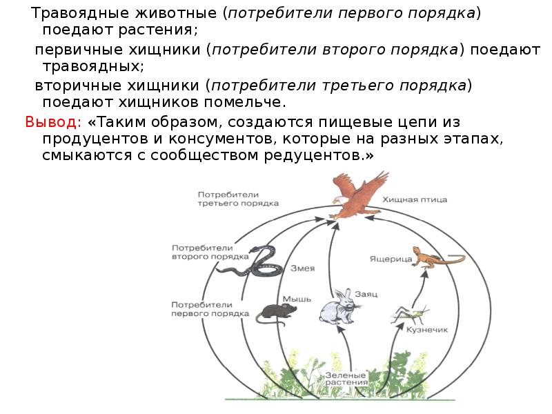 Подумай правда ли что растения кормят всех даже хищников нарисуй схему