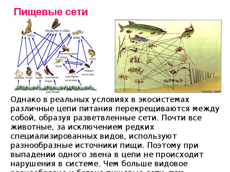 Пищевая цепь паразитов