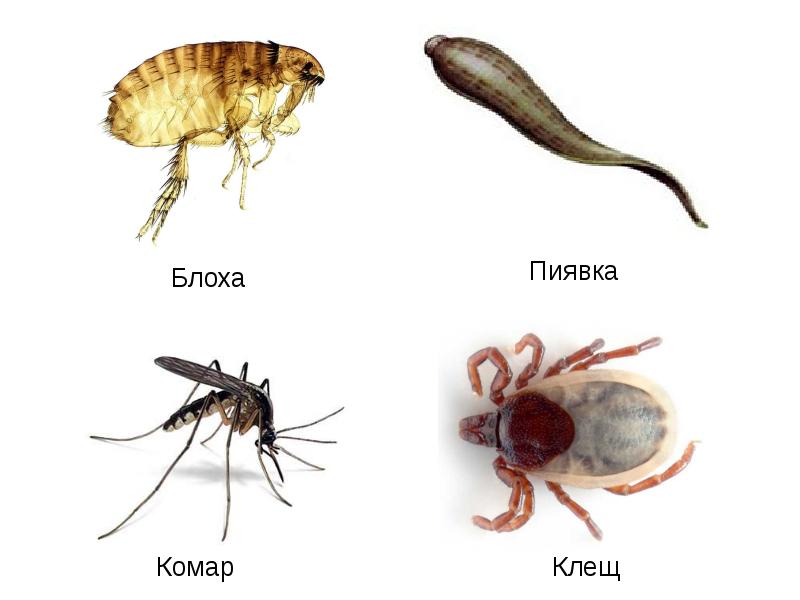 Паразиты животных людей. Паразитизм это в биологии.