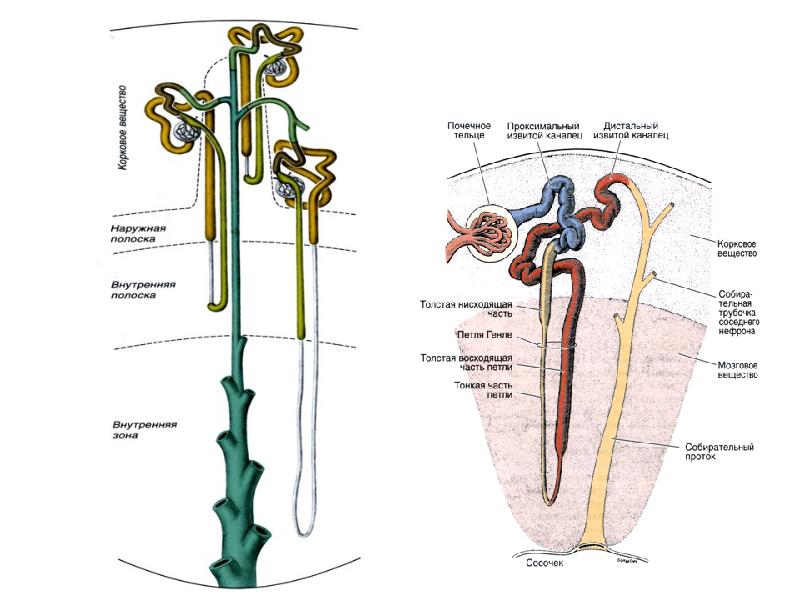Гистология схема строения нефрона