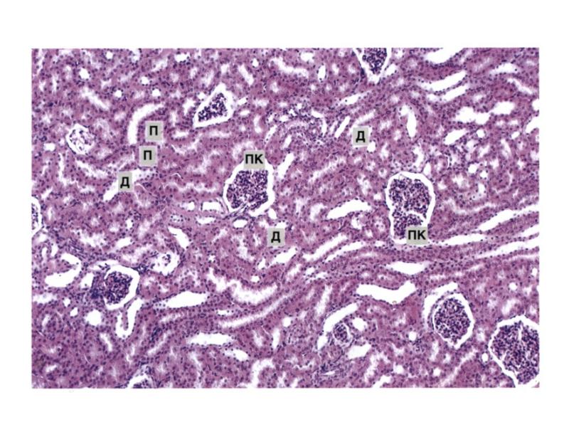 Выделительная система гистология презентация
