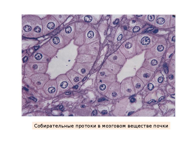 Выделительная система гистология презентация