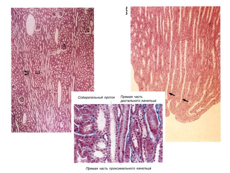 Выделительная система гистология презентация