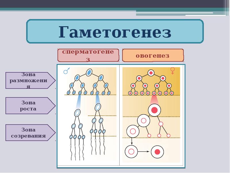 Развитие женских половых клеток происходит в. Схема гаметогенеза у человека. Стадии гаметогенеза схема. Гаметогенез сперматогенез овогенез. Схема овогенеза и гаметогенеза.