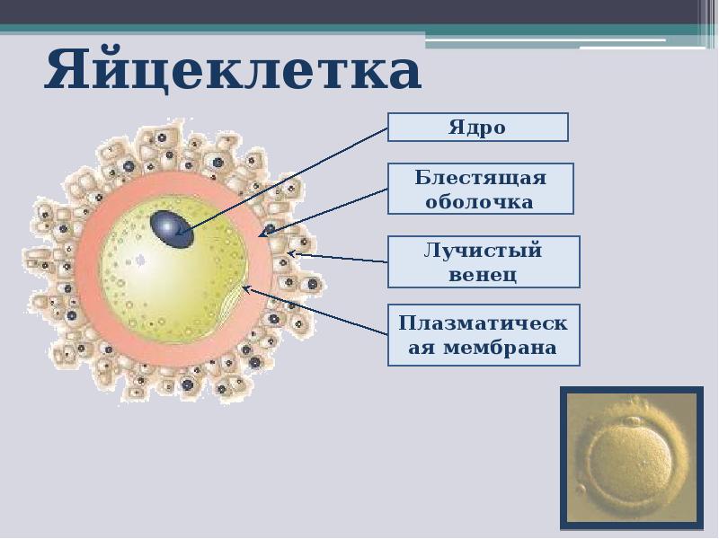 Яйцеклетка рисунок с подписями