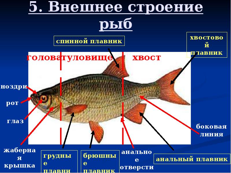 Внешнее строение рыбы 7 класс рисунок