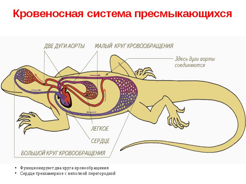 Презентация эволюция кровеносной системы животных 7 класс