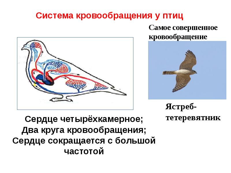 Органы кровообращения у птиц