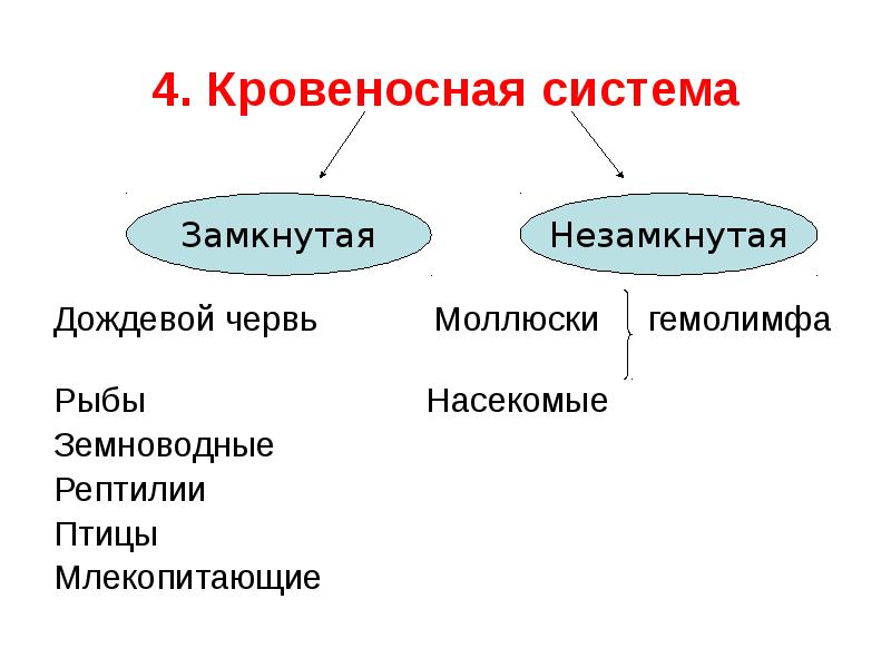 Тип кровеносной системы у одноклеточных животных. Эволюция кровеносной системы у животных.