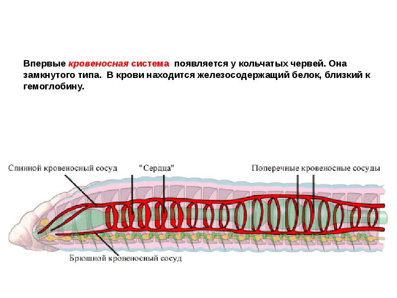 Впервые кровеносная система появляется у каких. Строение кровеносной системы дождевого червя. Спинной сосуд дождевого червя. Спинной кровеносный сосуд дождевого червя. Строение дождевого червя кровеносная.