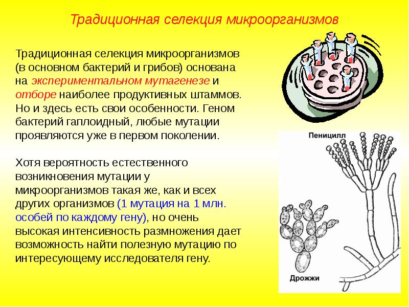 Селекция микроорганизмов. Традиционная селекция микроорганизмов. Селекция микроорганизмов Пименов. Классическая селекция микроорганизмов. Генетика селекция микробиология.