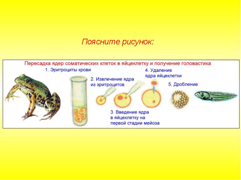 Селекция пименов презентация