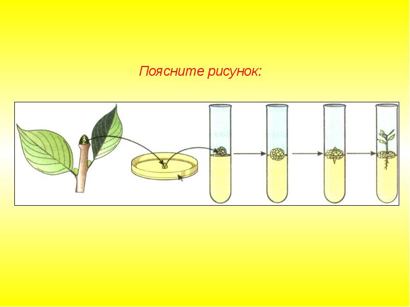 Селекция пименов презентация