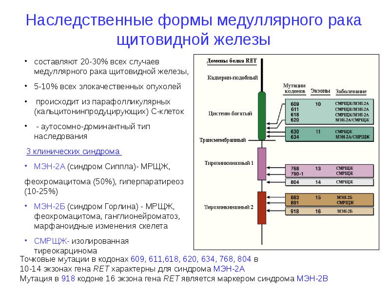 Медуллярный рак рекомендации. Медуллярная карцинома щитовидной железы. Ген Ret. Характерный гистологический признак медуллярного рака:.