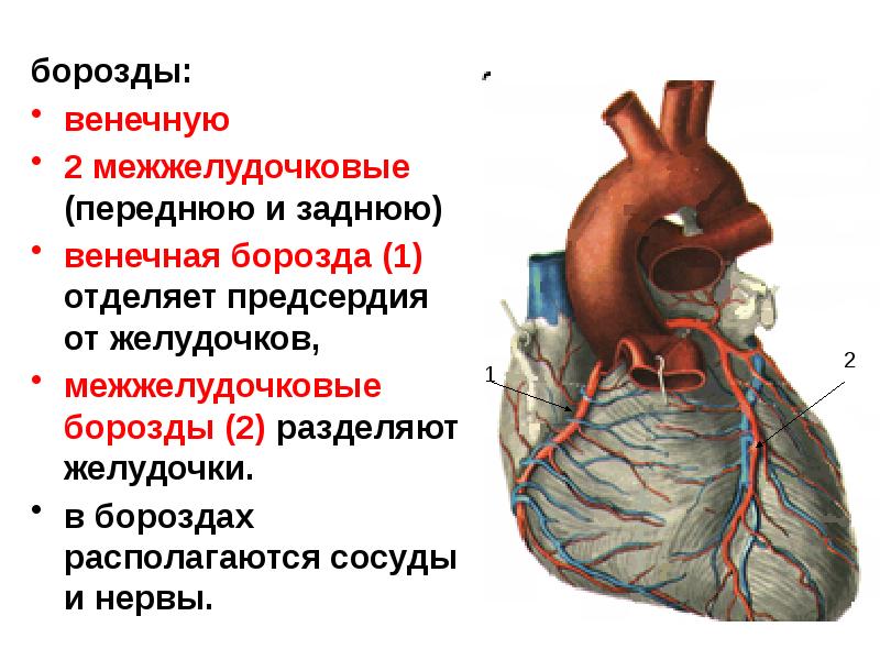 Борозды сердца анатомия. Венечная борозда головки. Венечная борозда у мужчин.