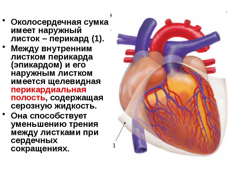 Сердце окружено околосердечной сумкой. Околосердечная сумка. Строение перикарда сердца. Перикард сердца анатомия.