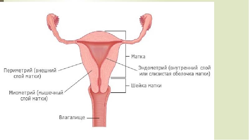 Миометрий и эндометрий. Эндометрий матки строение. Строение мышечного слоя матки. Оболочки стенки матки анатомия.