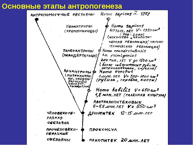 Антропогенез презентация 9 класс