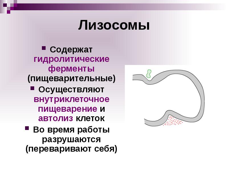 Гидролитические ферменты. Содержит гидролитические ферменты. Лизосома содержит гидролитические ферменты. Гидроциклмические ферменты.