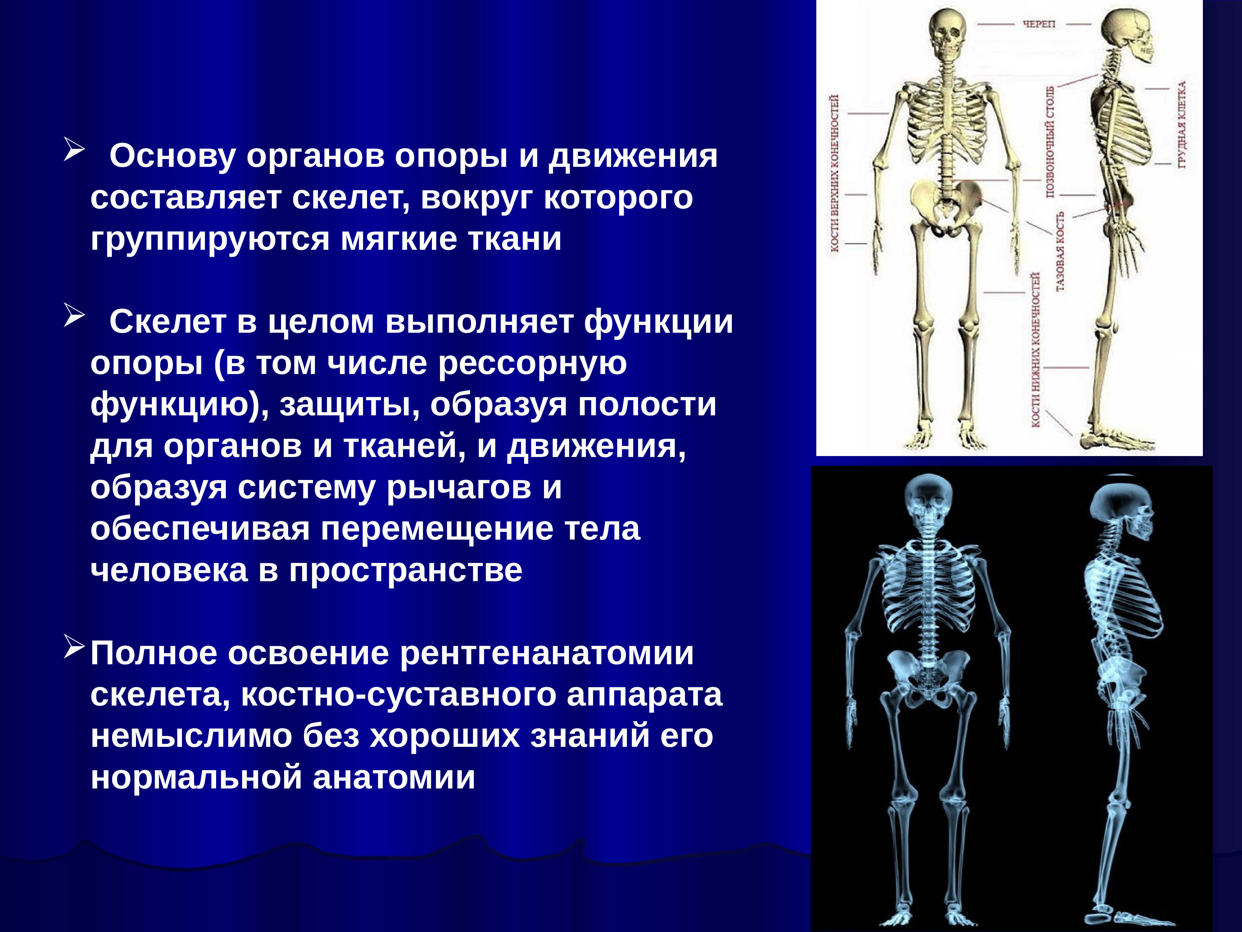 Ткань скелета человека. Лучевая анатомия костно-суставной системы. Органы опоры и движения. Лучевая анатомия скелета. Лучевая диагностика скелет.