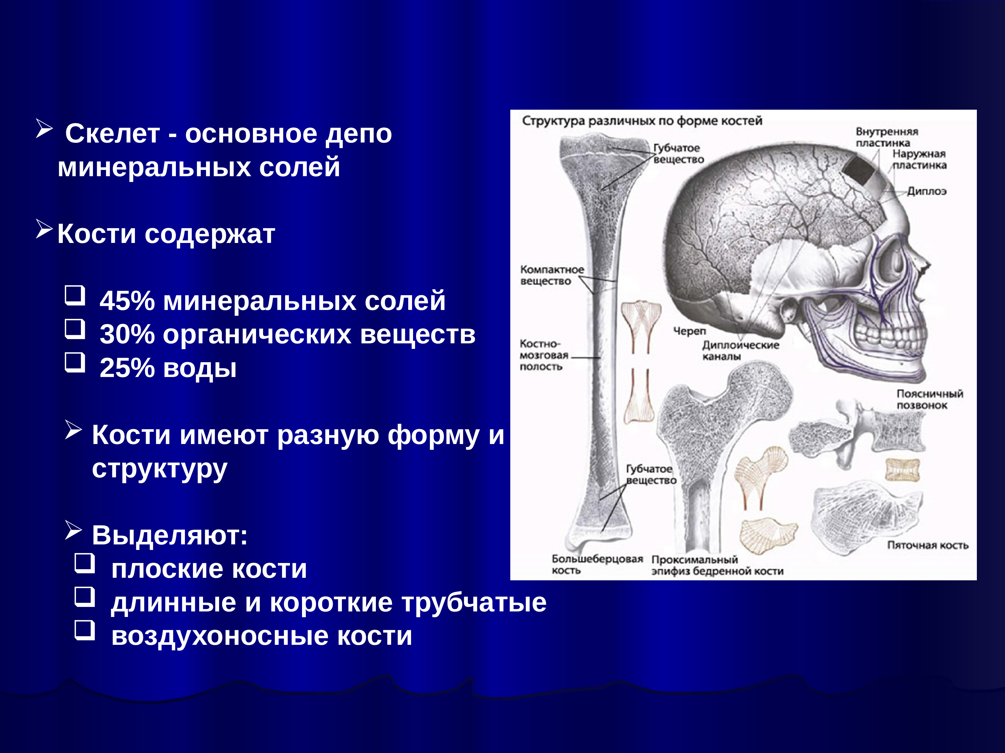 Диагноз костей. Кости содержат.