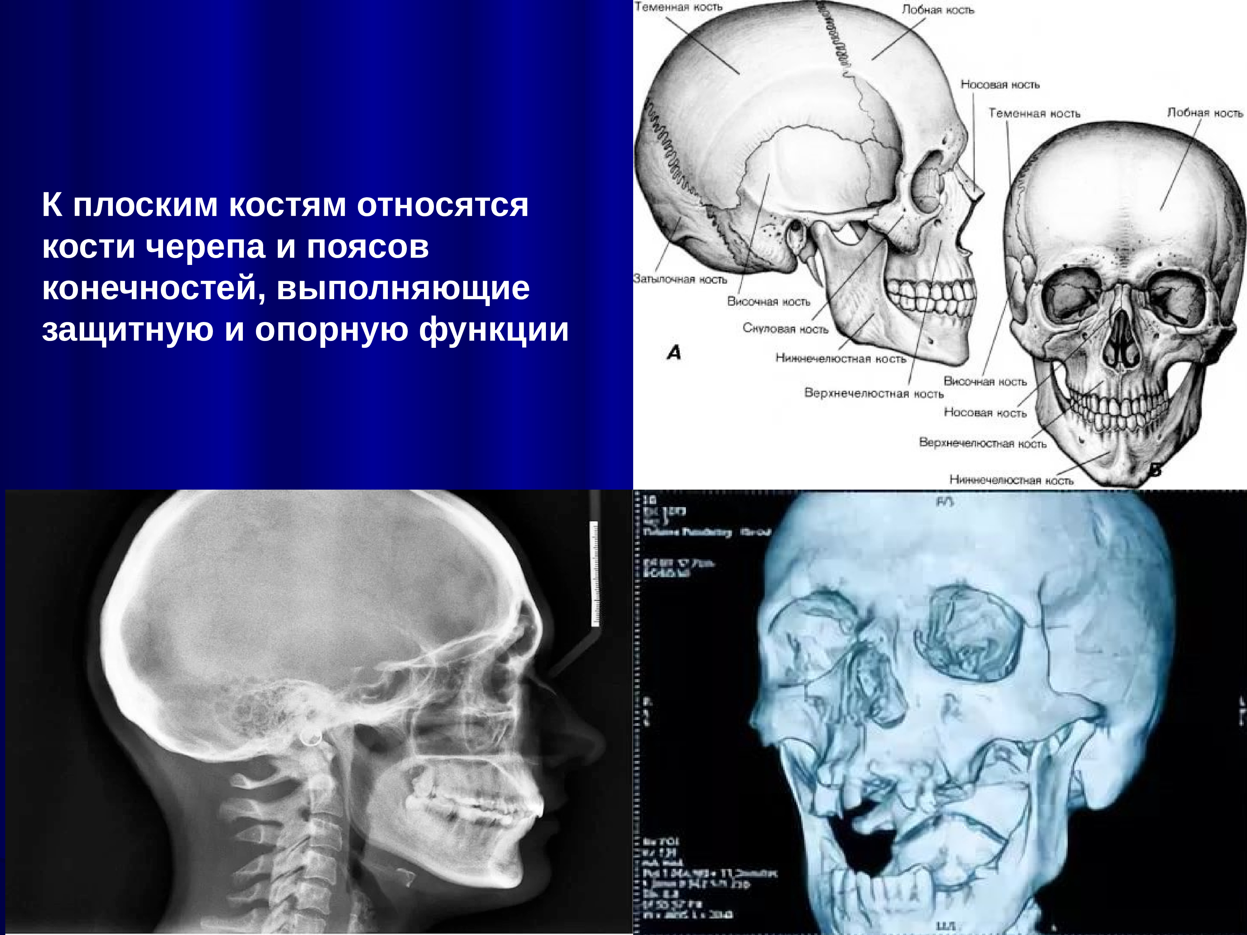 К плоским костя относятся. К плоским костям относятся кости. Кости черепа относятся к плоским. К палочки костям относятся.