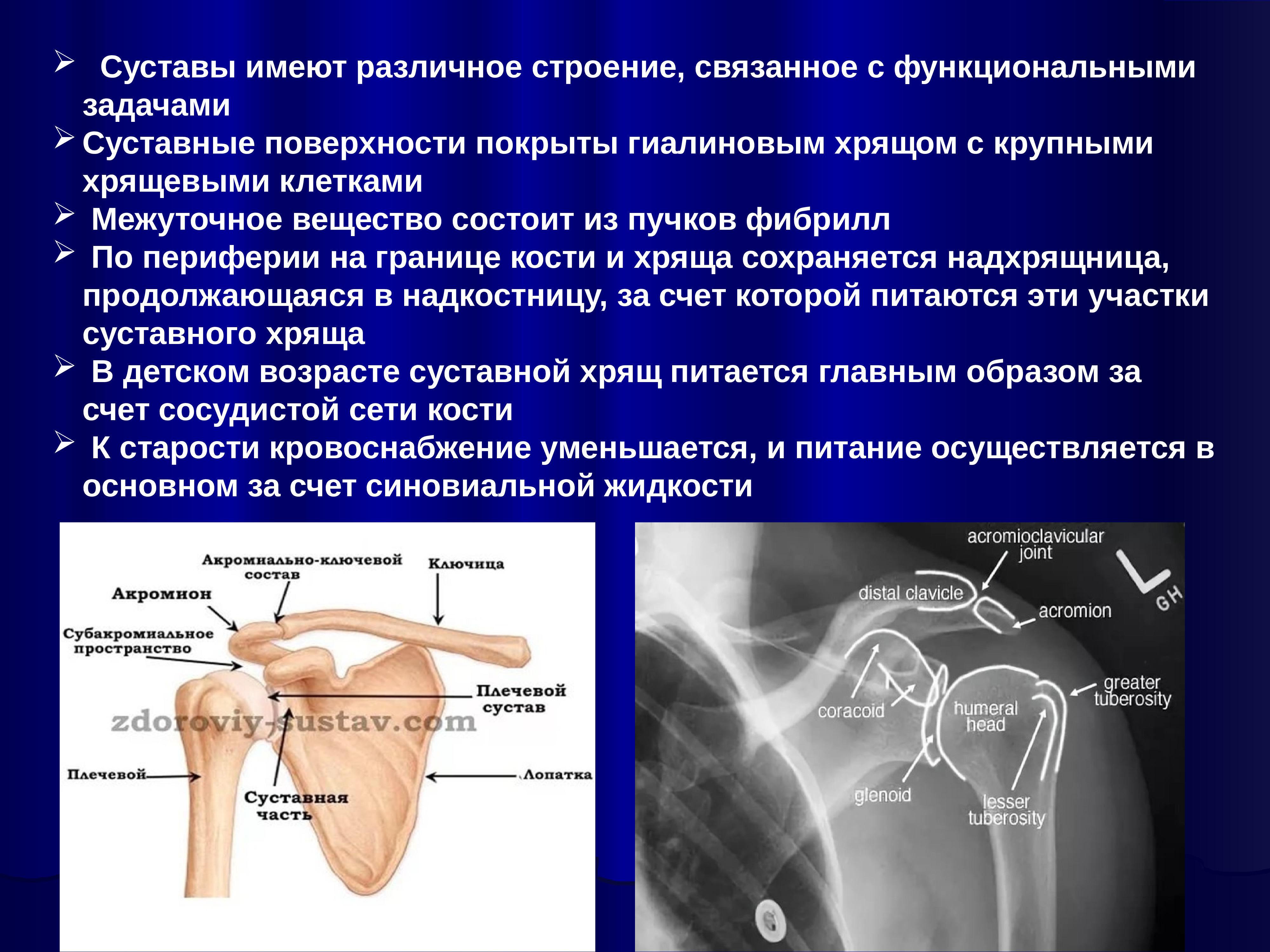 Сустав норма. Головка плечевой кости анатомия рентген. Подвывих плечевого сустава рентген. Строение плечевого сустава рентген. Нормальная рентген анатомия плечевого сустава.