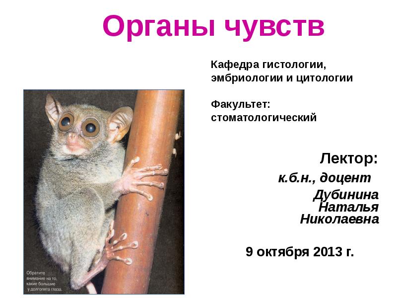 Органы чувств
Лектор:
к.б.н., доцент
Дубинина
Наталья
Николаевна
Органы чувств
Лектор:
к.б.н., доцент
Дубинина
Наталья
Николаевна