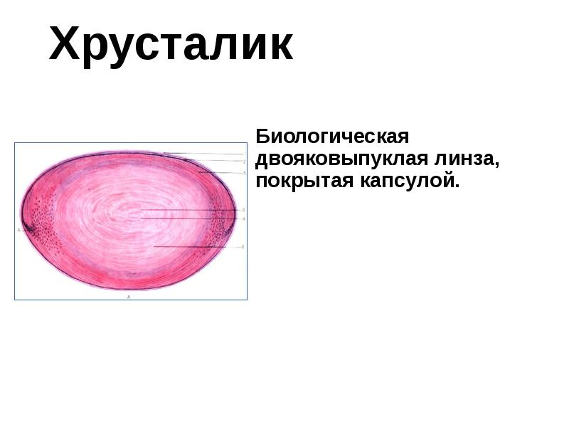 Хрусталик
Биологическая двояковыпуклая линза, покрытая капсулой. Хрусталик
Биологическая двояковыпуклая линза, покрытая капсулой.
