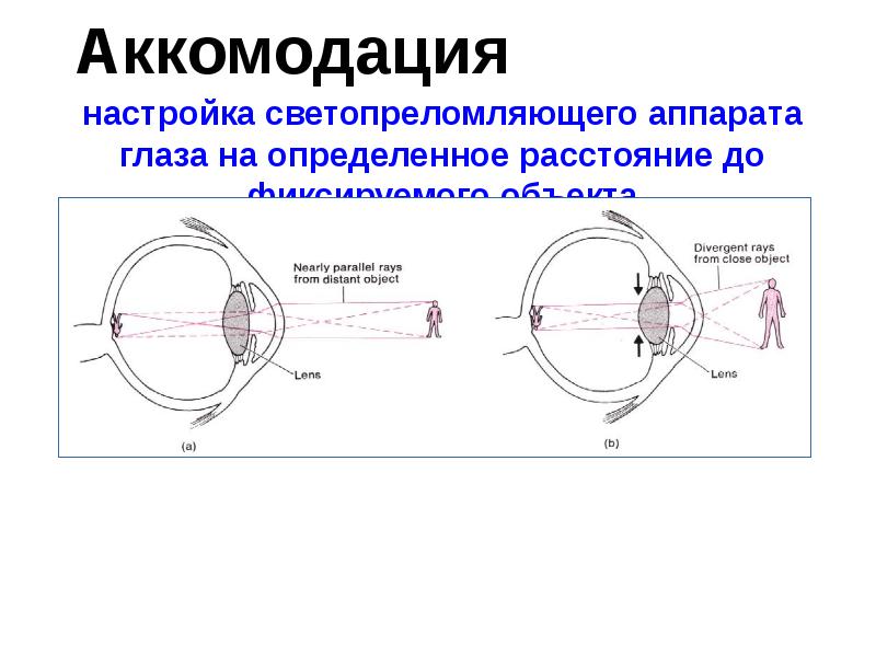 Аккомодация Аккомодация