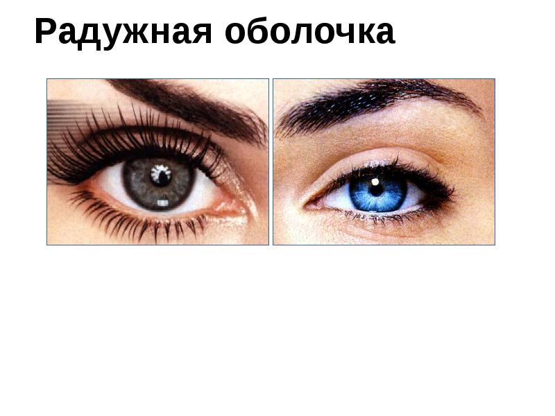 Радужная оболочка Радужная оболочка
