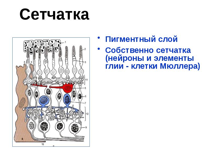 Сетчатка
Пигментный слой
Собственно сетчатка (нейроны и элементы глии - клетки Сетчатка
Пигментный слой
Собственно сетчатка (нейроны и элементы глии - клетки