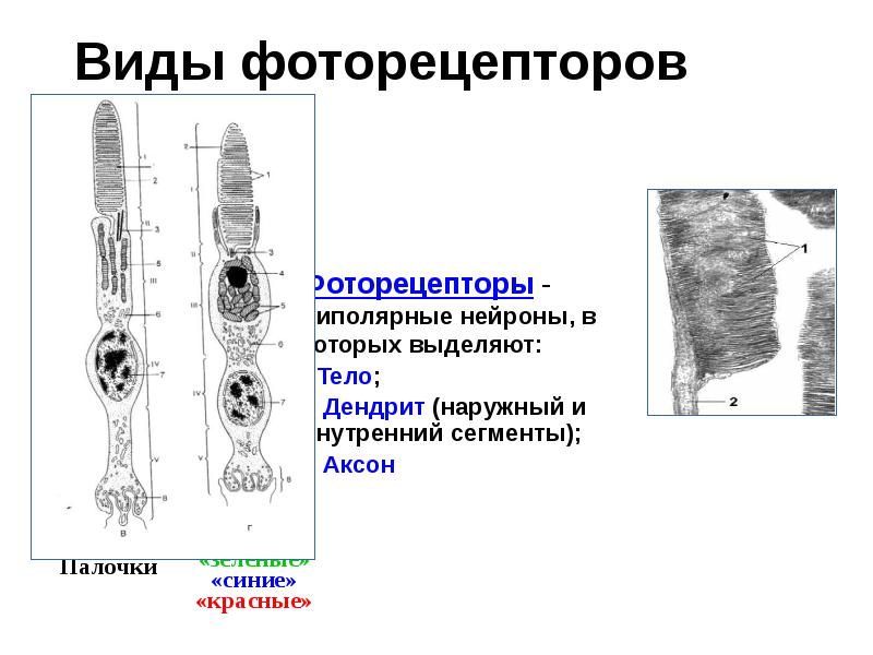 Виды фоторецепторов
Фоторецепторы - биполярные нейроны, в которых выделяют:
Тело;
Виды фоторецепторов
Фоторецепторы - биполярные нейроны, в которых выделяют:
Тело;