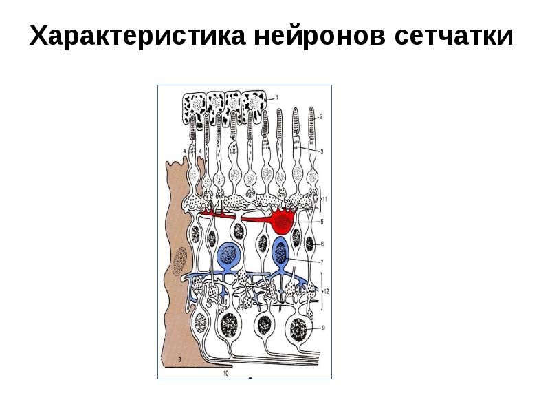 Характеристика нейронов сетчатки Характеристика нейронов сетчатки