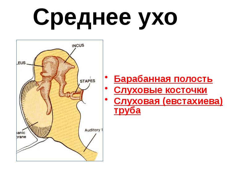 Среднее ухо
Барабанная полость
Слуховые косточки
Слуховая (евстахиева) Среднее ухо
Барабанная полость
Слуховые косточки
Слуховая (евстахиева)