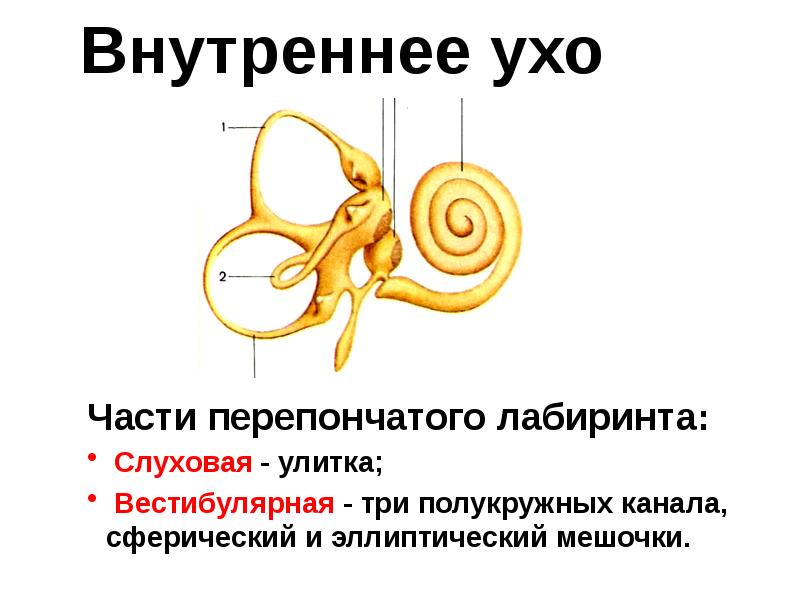 Внутреннее ухо Внутреннее ухо