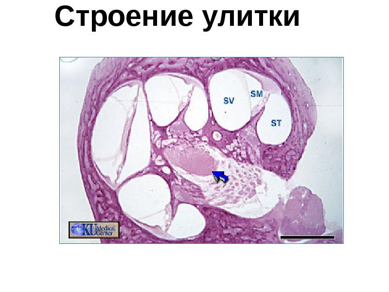 Строение улитки Строение улитки