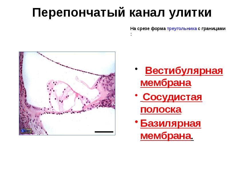 Перепончатый канал улитки
На срезе форма треугольника с границами : Перепончатый канал улитки
На срезе форма треугольника с границами :