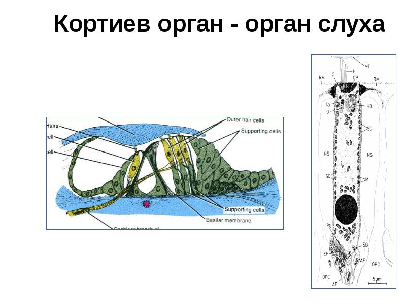 Кортиев орган - орган слуха Кортиев орган - орган слуха