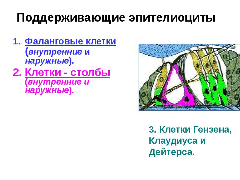 Поддерживающие эпителиоциты
Фаланговые клетки (внутренние и наружные).
Клетки - столбы Поддерживающие эпителиоциты
Фаланговые клетки (внутренние и наружные).
Клетки - столбы