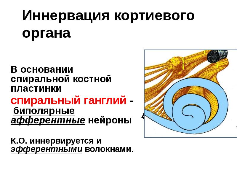 Иннервация кортиевого органа
В основании спиральной костной пластинки
спиральный ганглий Иннервация кортиевого органа
В основании спиральной костной пластинки
спиральный ганглий