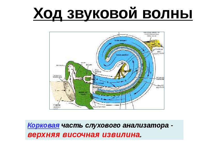 Ход звуковой волны Ход звуковой волны